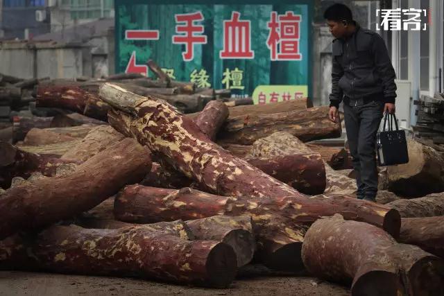 “流血”的伐木场和“隐形”的中国老板-激流网