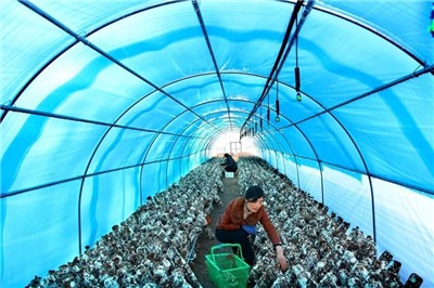 张慧鹏丨现代农业分工体系与小农户的半无产化：马克思主义小农经济理论再认识-激流网